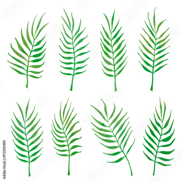 Fototapeta Green palm leaves on a white background. Vector set of curved branches. Palm leaves, bending twigs. 
 Vector illustration.