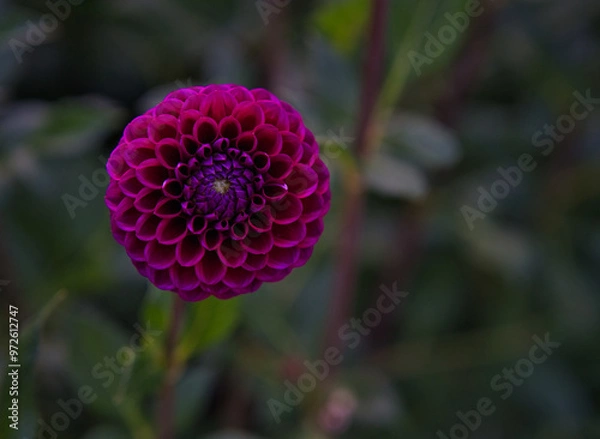 Obraz dark violet dahlia pom pom