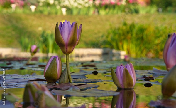 Obraz Nymphaea, waterlily, nenuphar