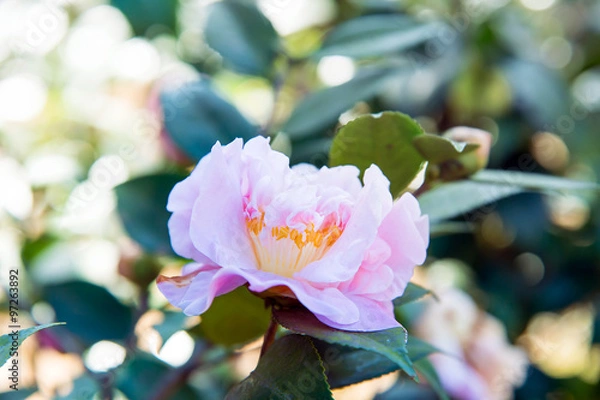 Obraz pink camellia