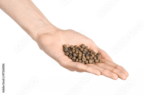Fototapeta Spices and cooking theme: man's hand holding a bunch of dried allspice isolated on a white background in studio
