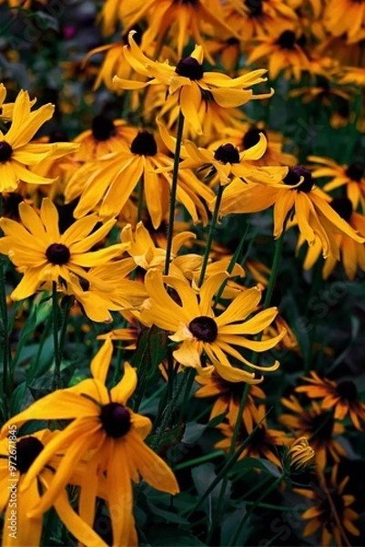 Fototapeta flowers in the garden