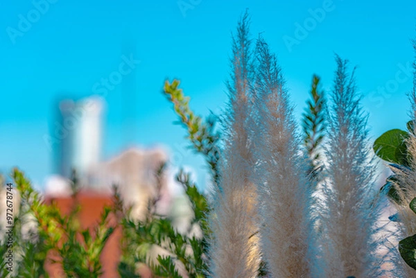 Obraz grass in the wind