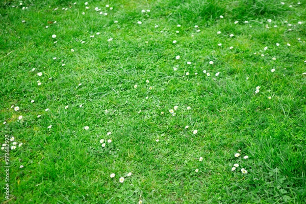 Fototapeta green grass background, white flowers