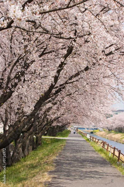 Obraz cherry blossom