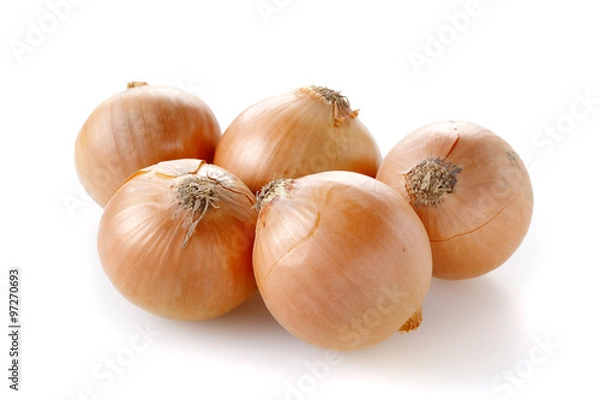 Obraz タマネギ　Onion