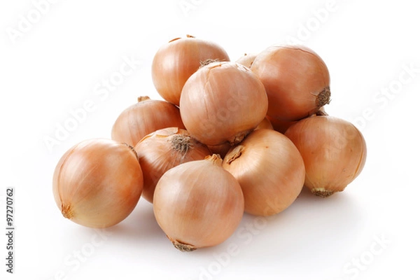 Obraz たまねぎ　Onion