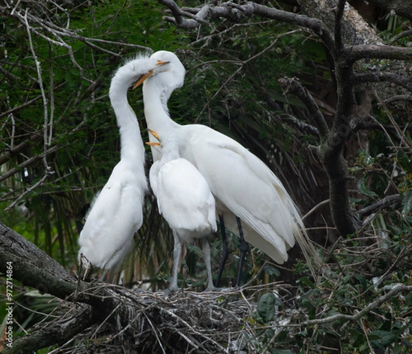 Fototapeta White Heron with chicks
