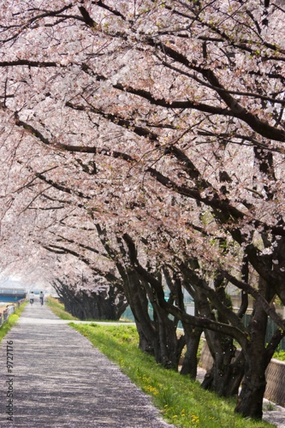 Obraz cherry blossom