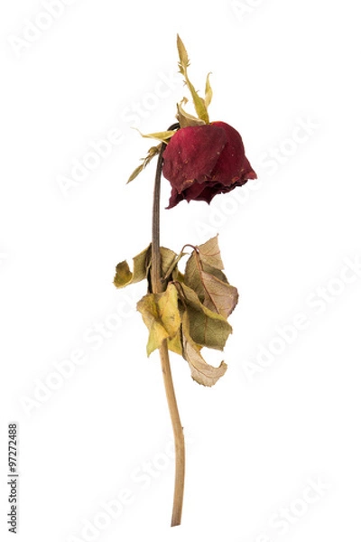 Obraz dried rose isolated on white background