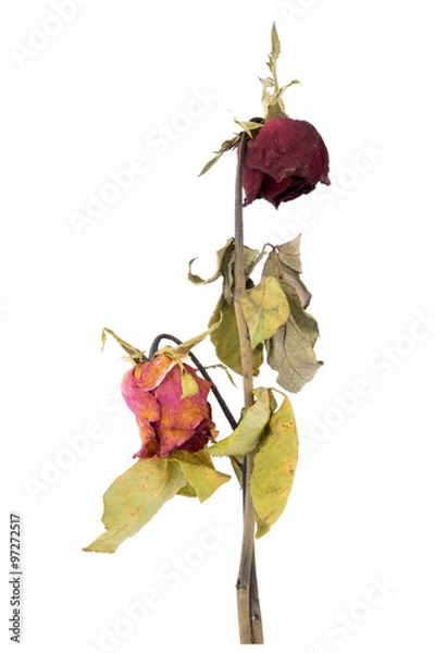 Obraz mix dried rose isolated on white background