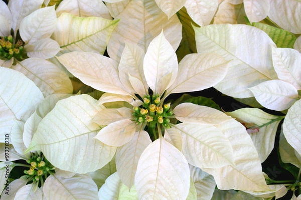Fototapeta Poinsettia Enduring white
