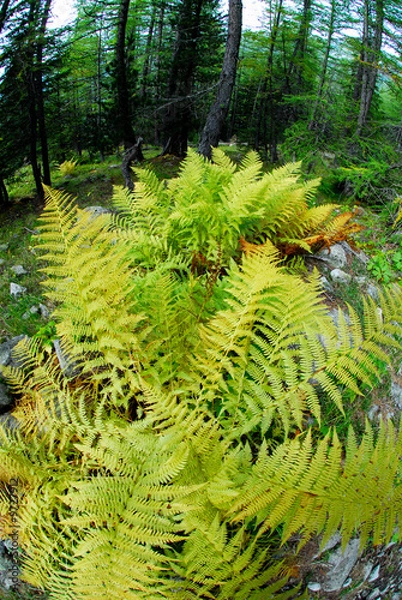 Fototapeta fougère 3