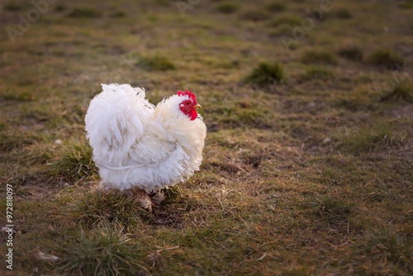 Obraz happy free-range mini cochin chicken in the meadow