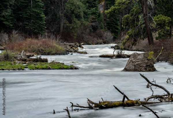 Obraz Log in a river