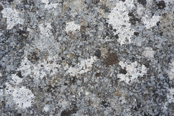 Fototapeta Stone surface with fungi Cladia retipora in the wet environment