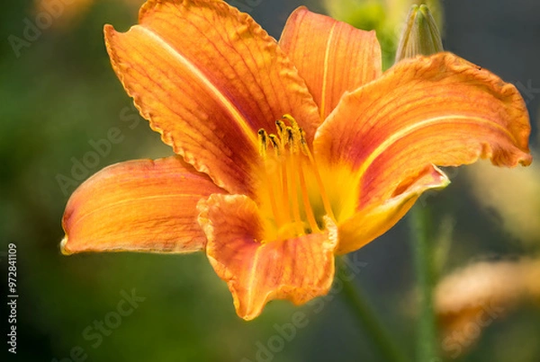 Fototapeta Vibrant Summer Bloom