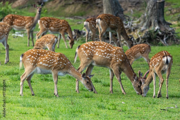 Fototapeta herd of deer in grass
