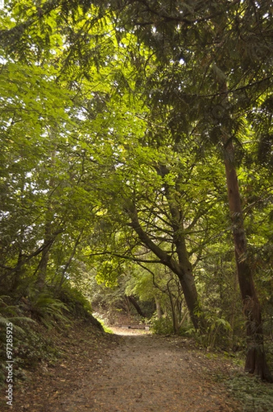 Obraz Sentier de forêt
