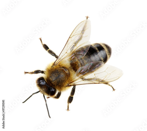 Fototapeta bee