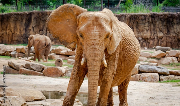 Obraz Female African Elephant with tusks looking out from its zoo home. African elephant ranging from Central Africa to South Africa.