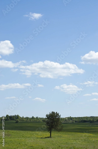 Fototapeta Pine tree in a meadow