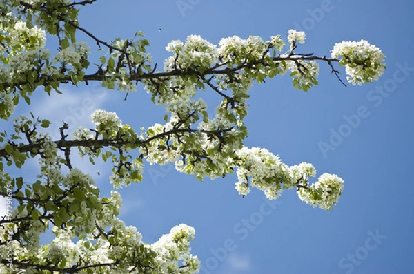 Fototapeta Blooming pear tree