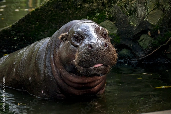 Fototapeta Pygmy Hippo