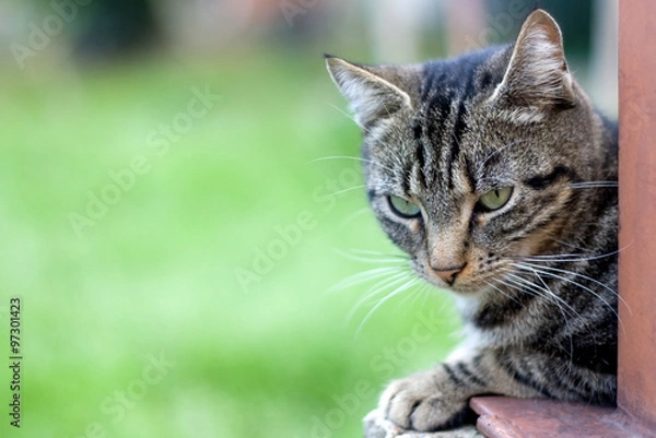 Fototapeta Brown tabby cat with big green eyes lying in the garden. Selective focus, green background, with copy space. 
