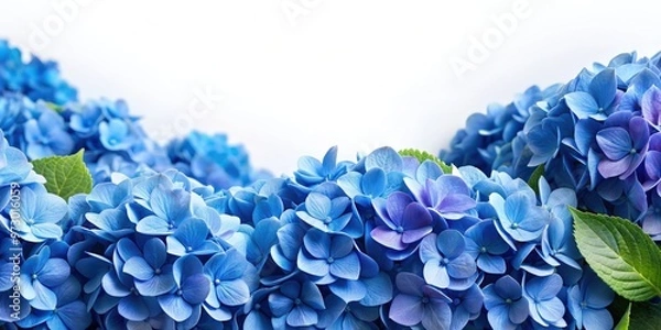 Fototapeta Border of blue hydrangea flowers, hydrangea, blue, border, floral, background, nature, blooming, garden, spring, summer