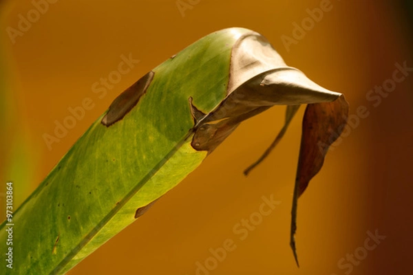 Fototapeta Half Dead leaf in orange background, Backyard Plants