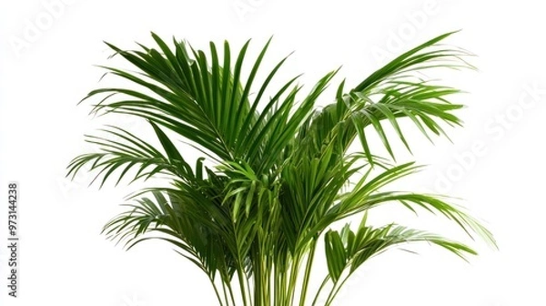Obraz A lush green palm plant with vibrant fronds, ideal for decoration and enhancing indoor spaces.
