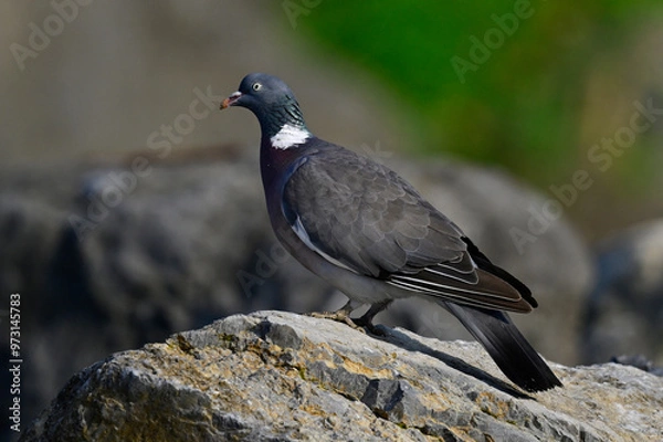 Obraz Wood pigeon // Ringeltaube  (Columba palumbus)