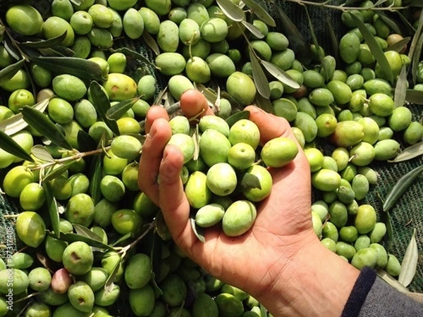 Fototapeta olive