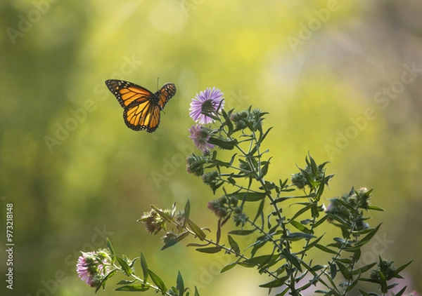 Obraz Monarch Butterfly in a Meadow