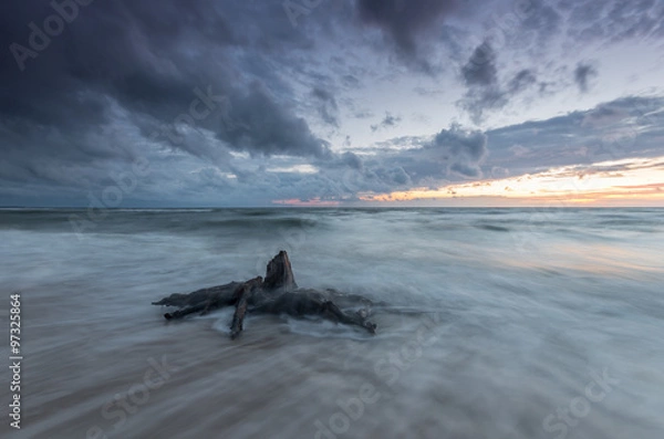 Fototapeta Baltic sea coast at sunset, with trunks and roots of the forest drowned by the advancing sea in Rowy, near Ustka, Poland