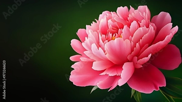 Fototapeta A single pink peony flower with soft petals against a dark green background.