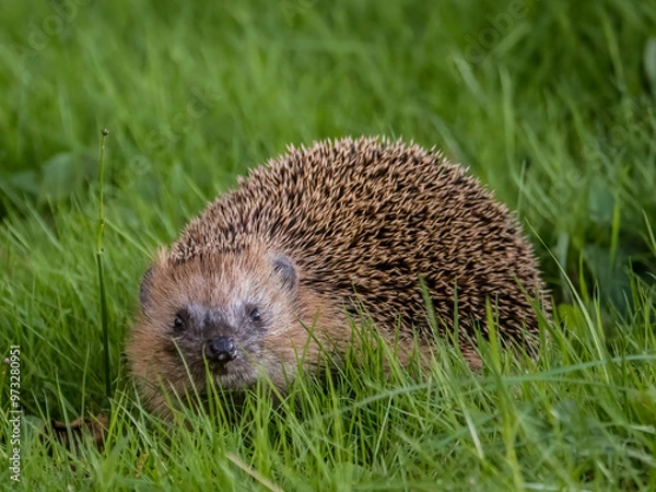 Obraz hedgehog in the grass