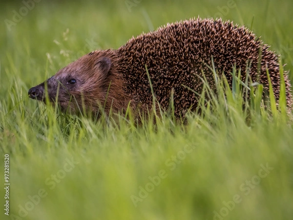Obraz hedgehog in the grass