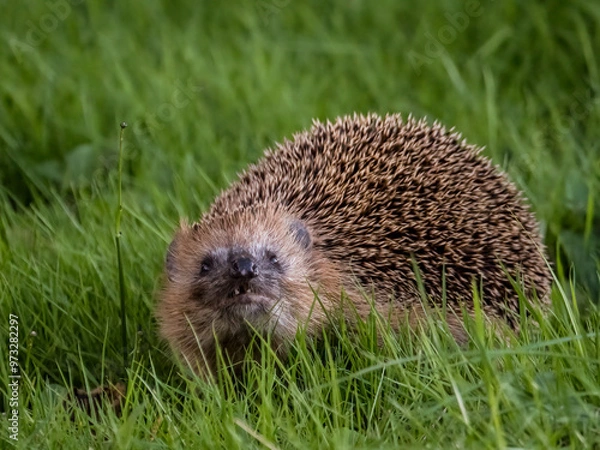 Obraz hedgehog in the grass