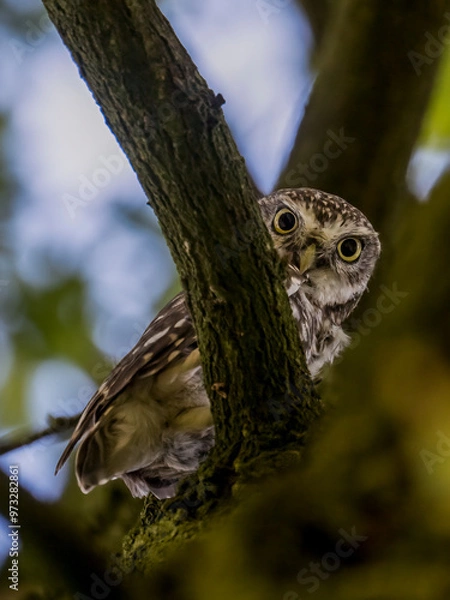 Obraz owl in tree