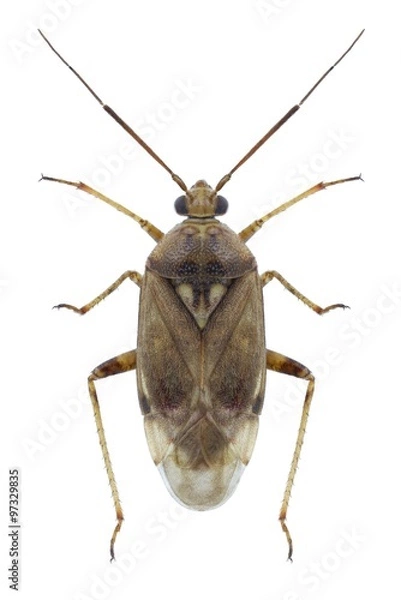 Fototapeta Bug Lygus rugulipennis