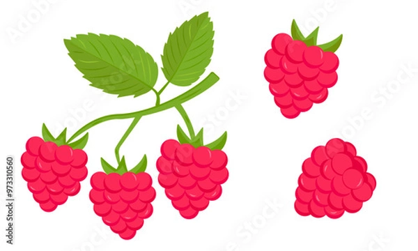 Fototapeta Set of fresh and vibrant raspberries with green leaves. Delicious and healthy berry harvest. Isolated on white background