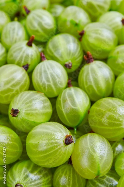 Obraz Fresh gooseberry background