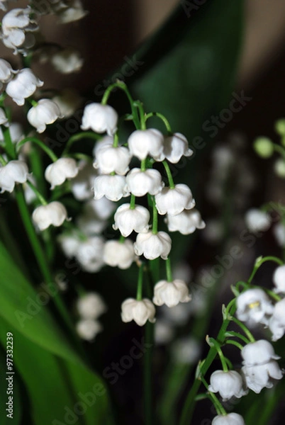 Obraz ландыши