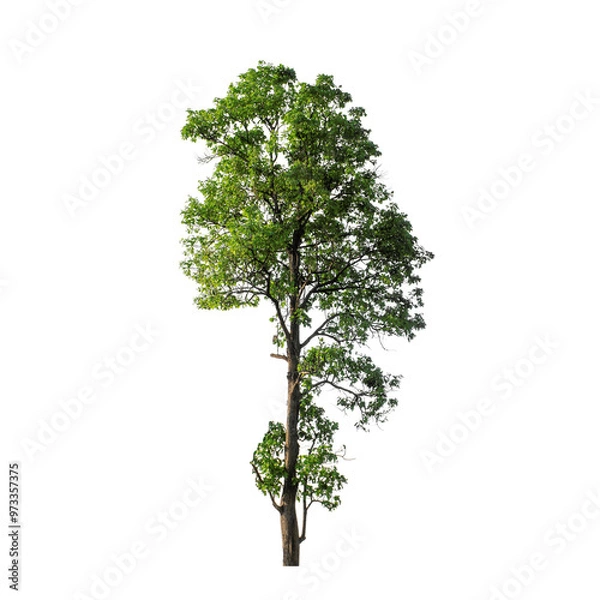 Obraz Tree with transparent background