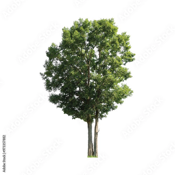 Obraz Tree with transparent background