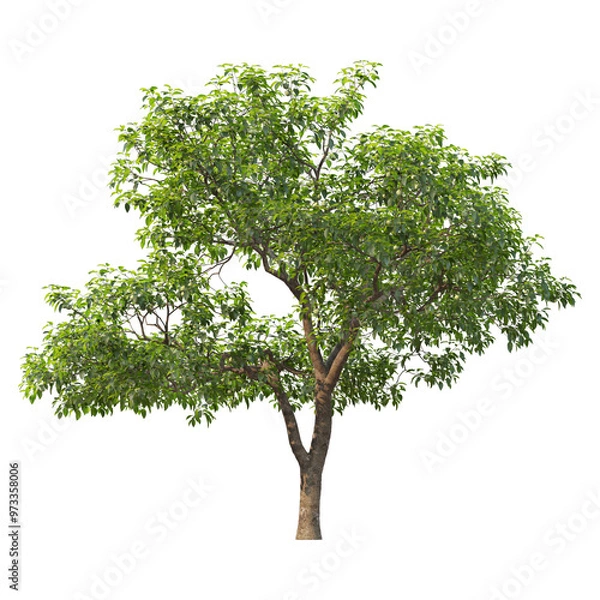 Obraz Tree with transparent background