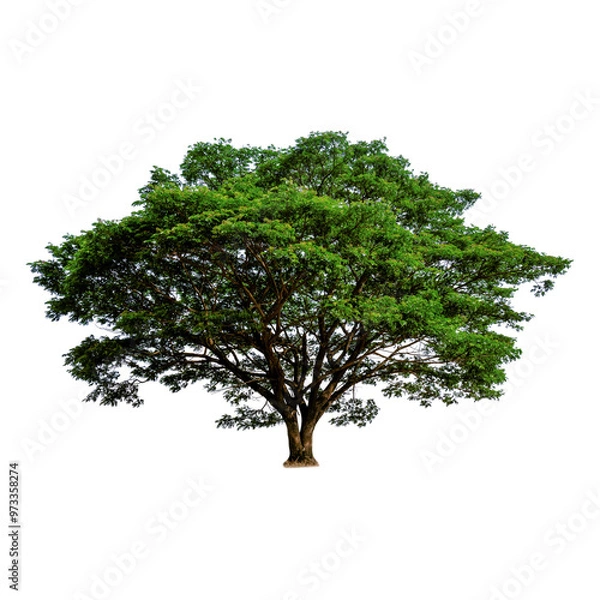 Obraz Tree with transparent background