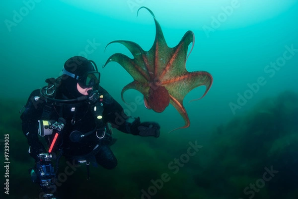 Fototapeta Underwater photographer and cotopus